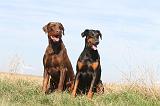 DOBERMANN 020